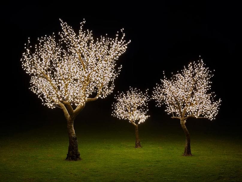 Beleuchtete Bäume Garten Weihnachten